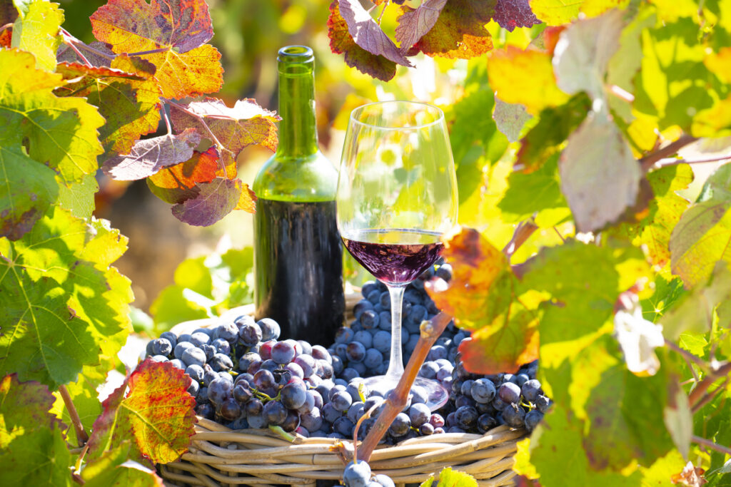 grape harvest bucket with red wine bottle and wine glass in Mediterranean vineyard
